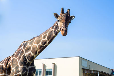 View of giraffe against sky