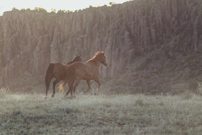 Pair of brown horses running in a field in texas with the mountain in the background.