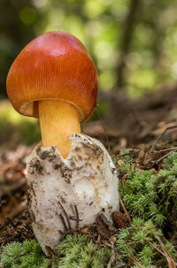 mushroom