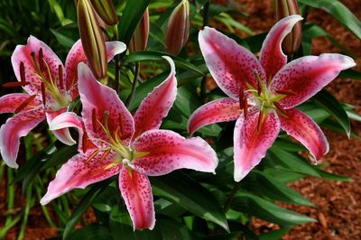 Close-up of day lily blooming outdoors