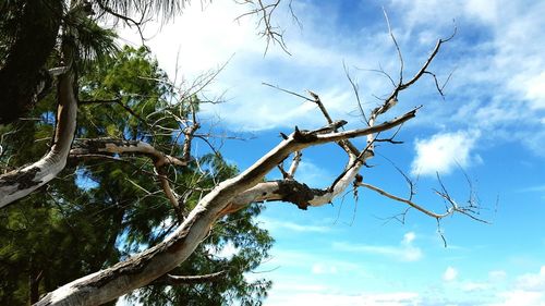 Low angle view of bare tree against cloudy sky