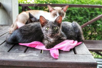 Portrait of cat with kitten sitting outdoors