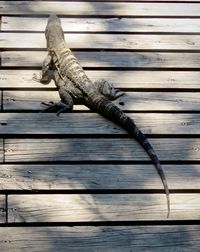 High angle view of lizard on wooden floor