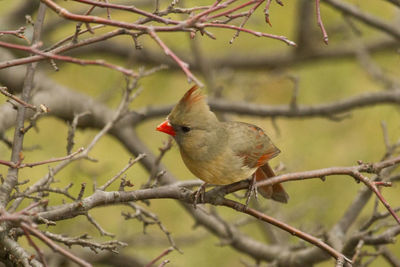 Close-up of bird perching on branch