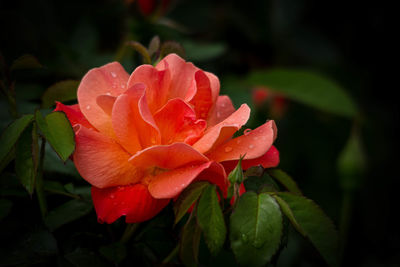 Close-up of rose plant