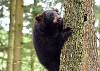 Black cat on tree trunk