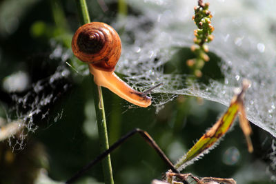 Close-up of snail on stem by spider web