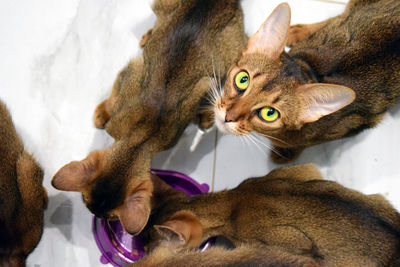 Portrait of abyssinian mother cat with kittens