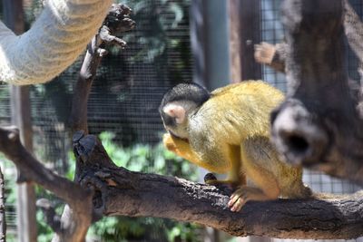 Close-up of monkey on tree