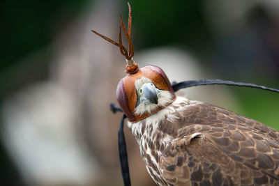 Close-up of bird