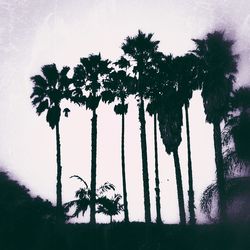 Low angle view of silhouette trees against sky
