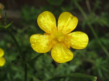 Close-up of yellow flowering plant