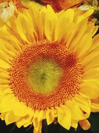 Close-up of fresh sunflower blooming outdoors