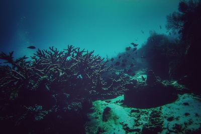 Low angle view of coral in sea