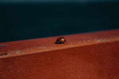 Close-up of ladybug on leaf