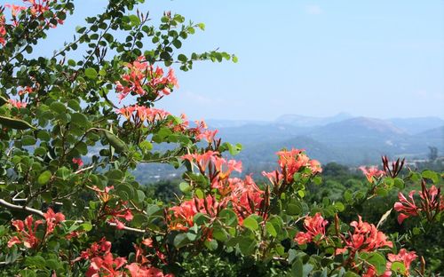 Flowers growing on mountain against clear sky