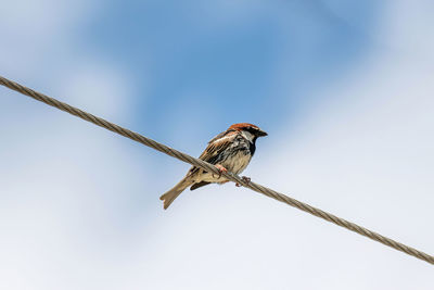 Low angle view of bird perching on pole