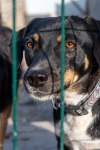 Close-up of dog