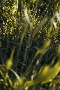 Full frame shot of crops growing on field