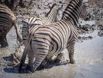 Zebra drinking water