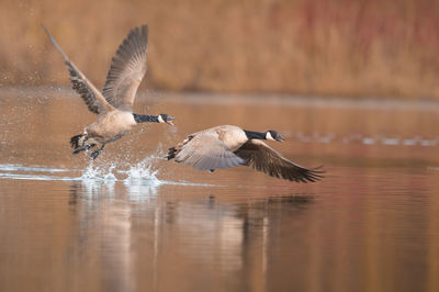 Seagulls flying over lake