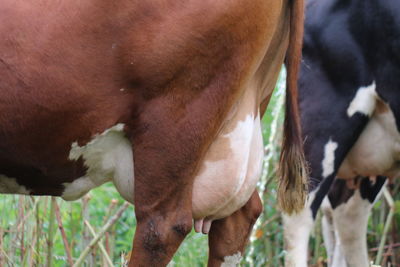 Cow grazing in field