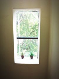 Plants seen through window