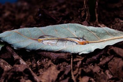 Close-up of dry leaves