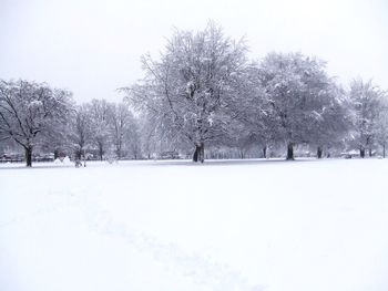 Bare trees on snow covered field