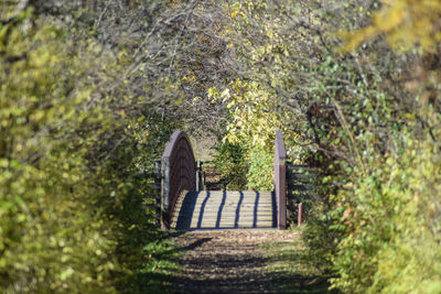 Close-up of horse against trees