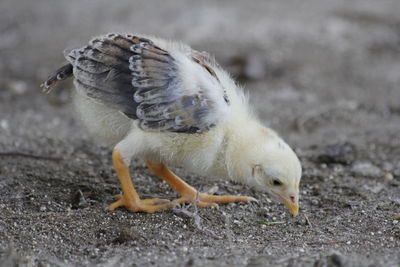 Close-up of seagull eating