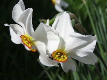 Close-up of white flowers blooming on sunny day