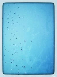 Flock of birds flying against blue sky