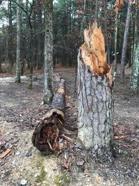 Tree stump in forest