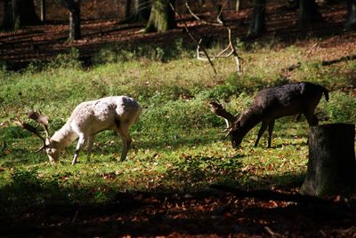 Two deers in a forest clearing 