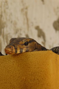 Close-up of a lizard