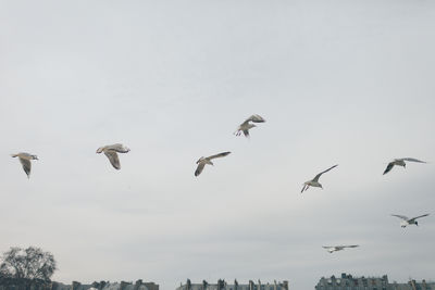 Low angle view of birds flying in sky