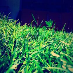 Plants growing on field at night