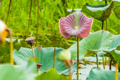 Close-up of pink lotus water lily