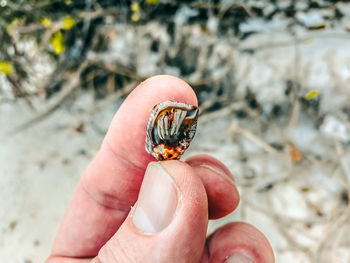 Close-up of human hand holding shell