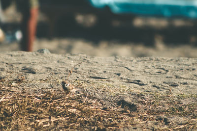 Close-up of lizard on field