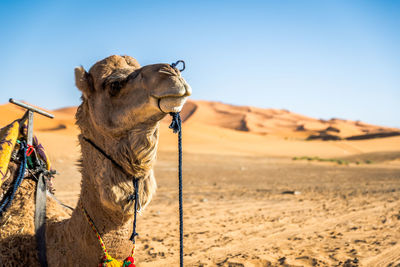 View of a horse on desert