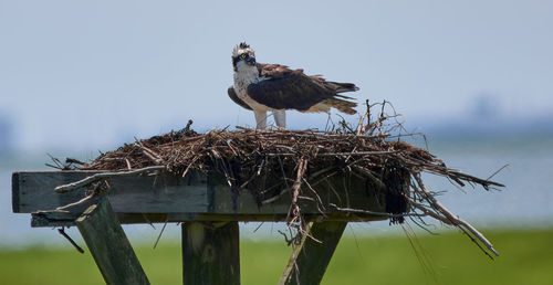 Bird perching on wooden post against sky