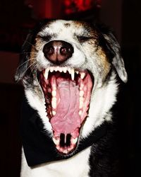 Close-up of dog yawning