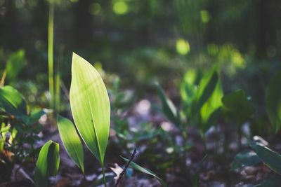 Close-up of fresh green plant