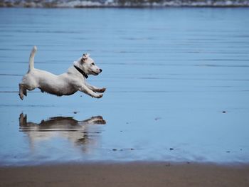 Dog running in lake