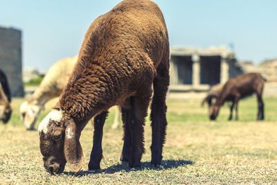 Close-up of horse grazing on field