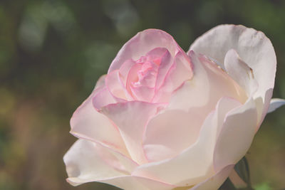 Close-up of pink flower blooming outdoors