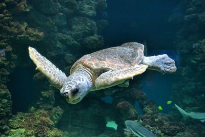 Close-up of turtle swimming in sea