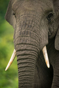 Close-up of african elephant trunk and tusks
